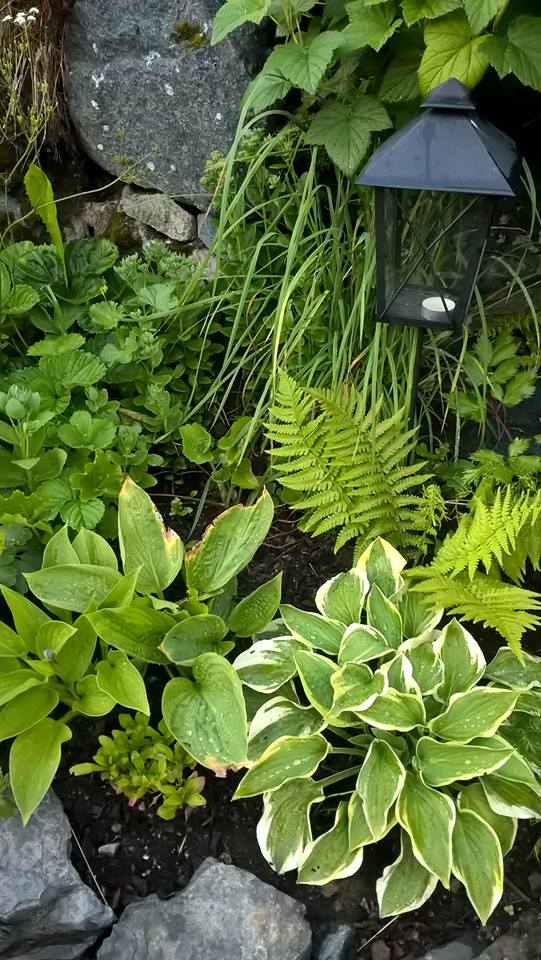 13692496_1447010211991460_1859875477989656248_n