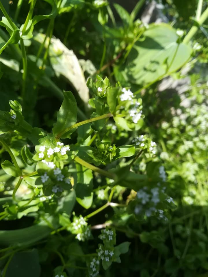 56706195_3111062115586253_5723719039239323648_n