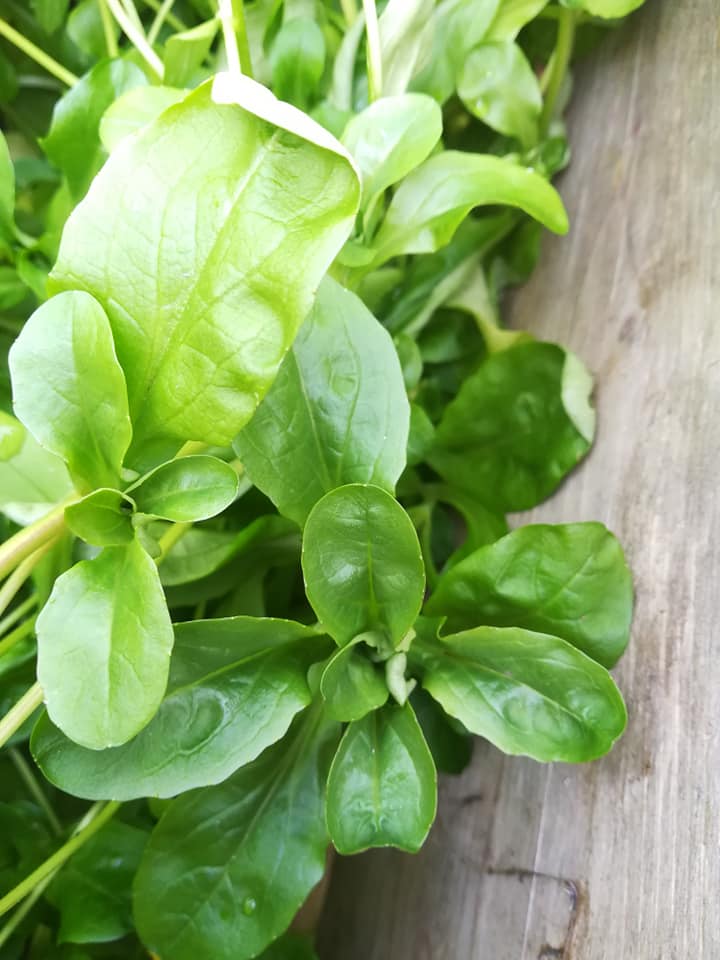 56716154_3111062202252911_1436928312998887424_n