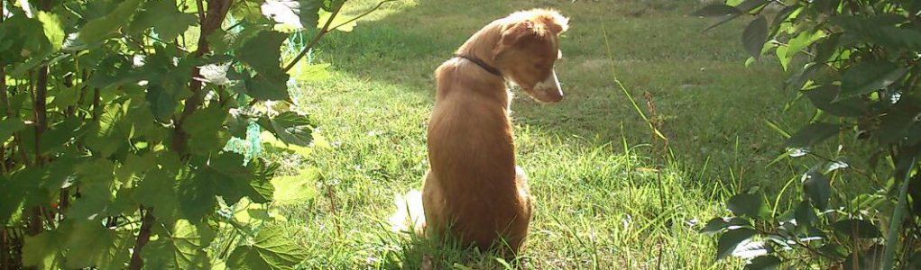 Optibizz og grønne fingre