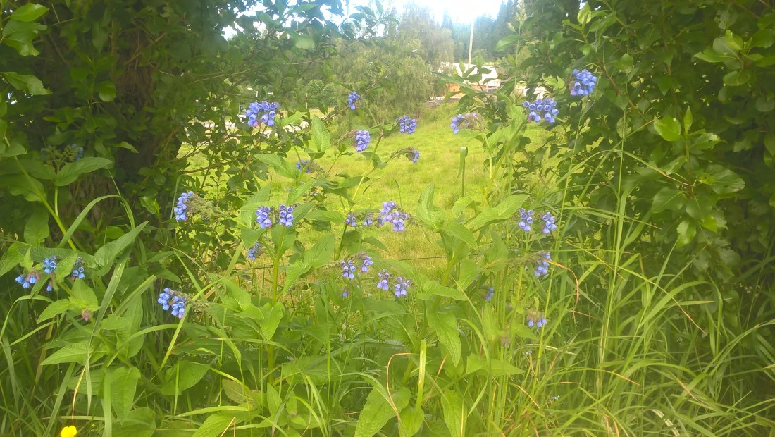 WP_20170708_09_36_13_Pro