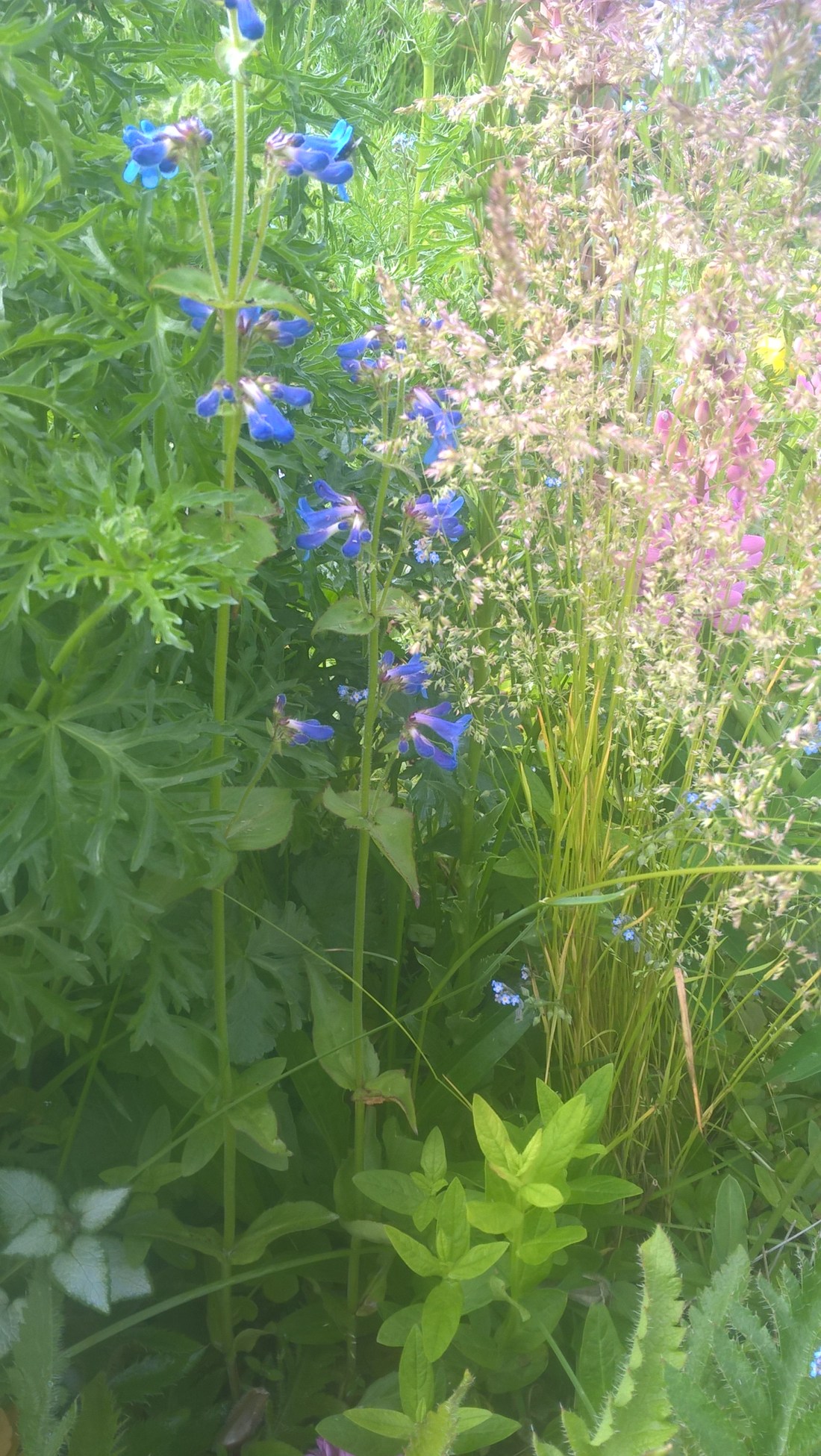 WP_20170708_10_02_11_Pro