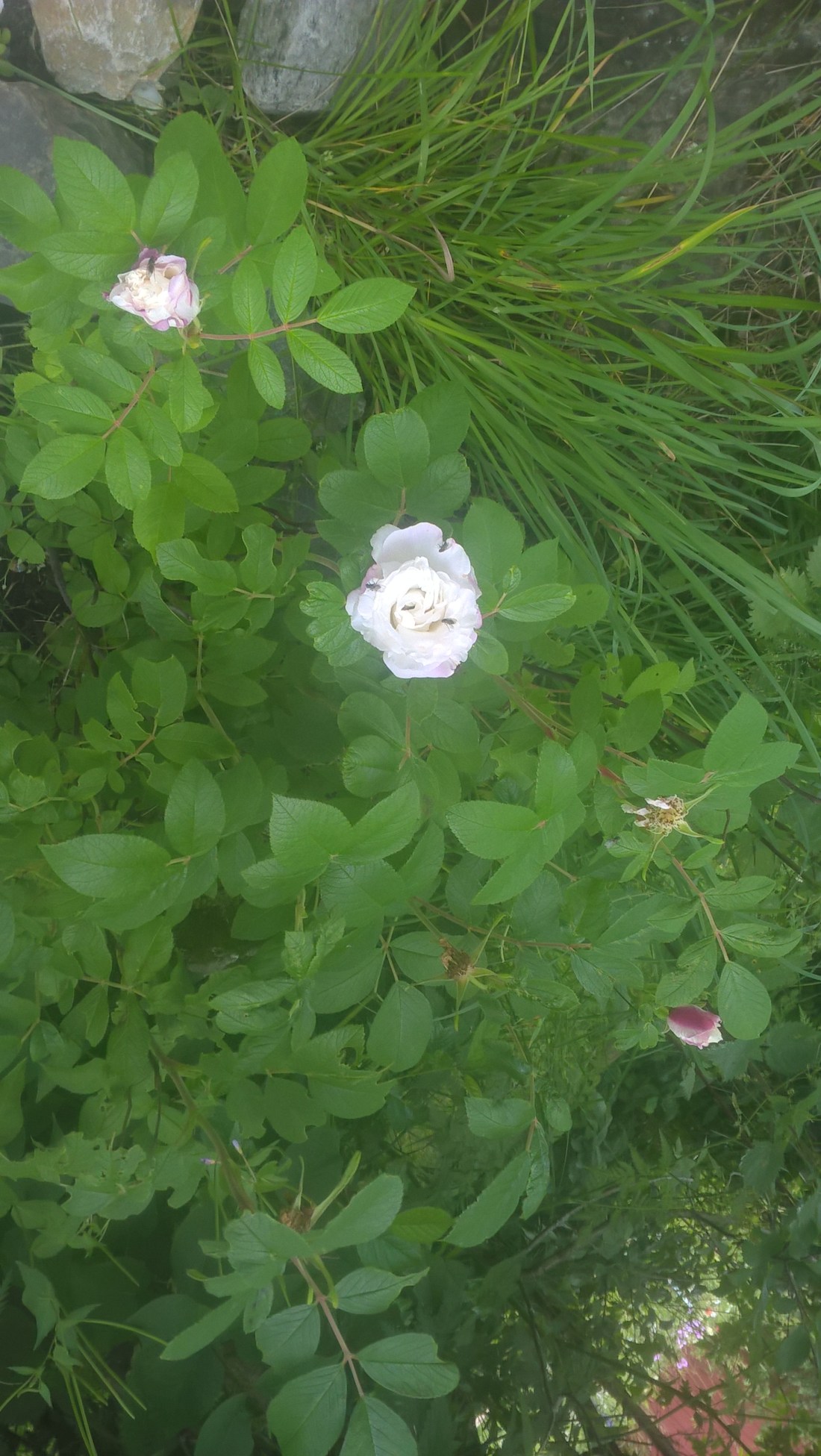 WP_20170731_18_45_23_Pro