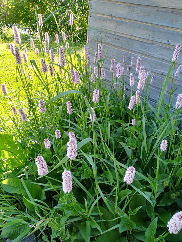 54434503_3076508645708267_7024677337710985216_n