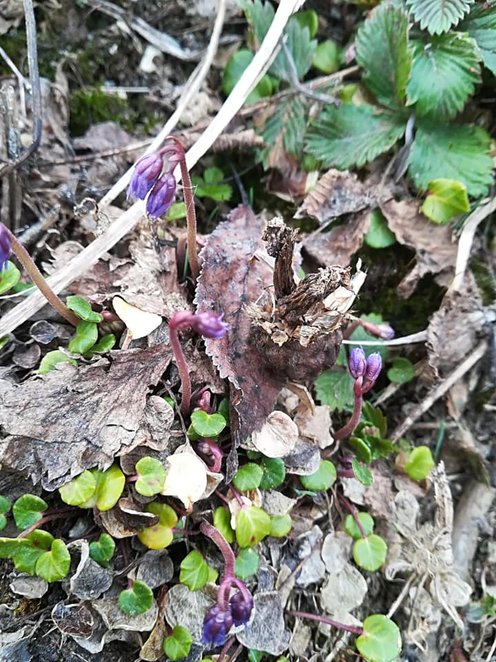 54435382_3076328185726313_1220926839950671872_n