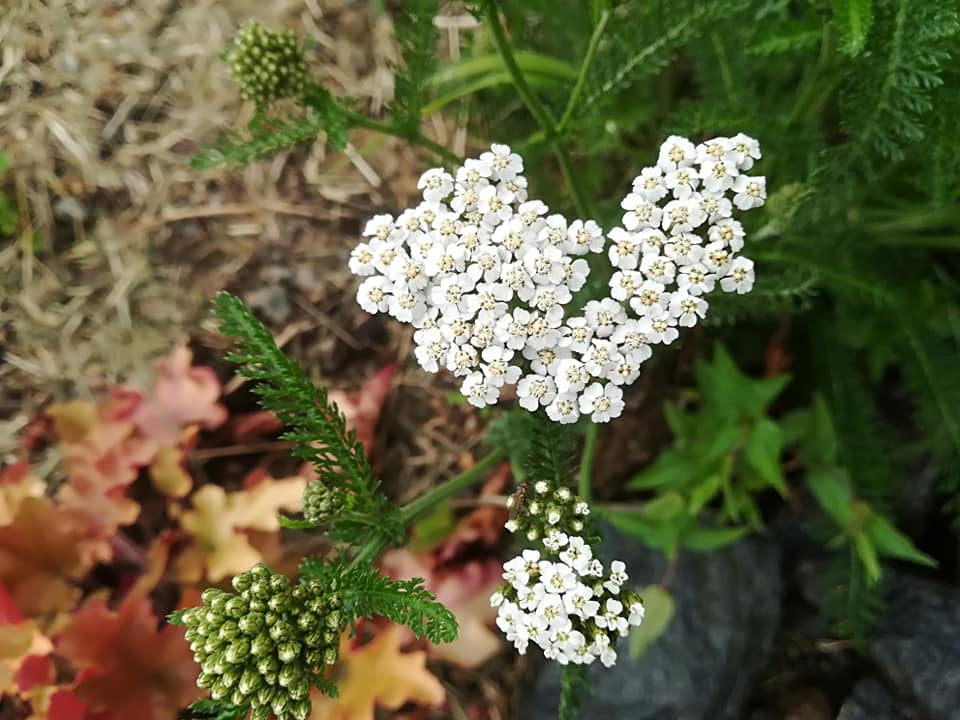 54436603_3076716402354158_9122417572136878080_n