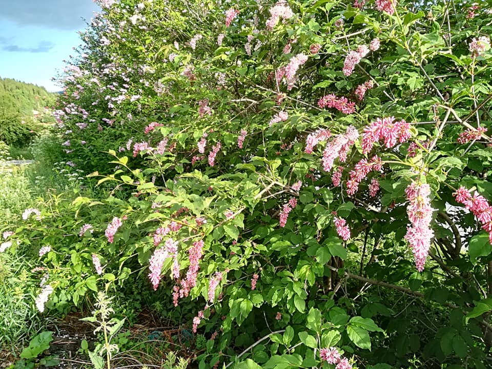 54518885_3076504249042040_5979713031544766464_n