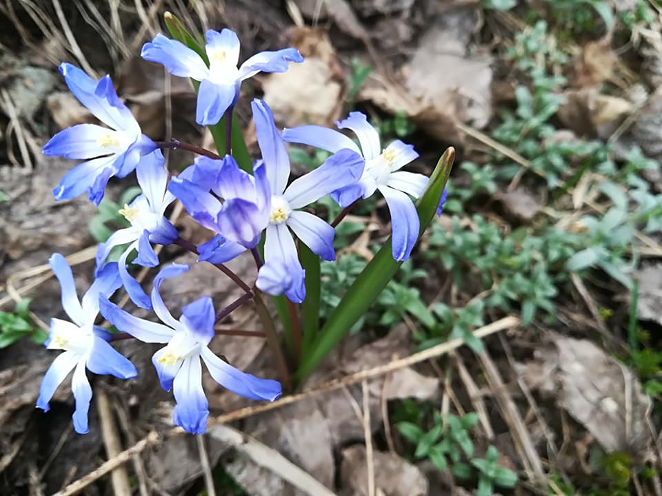 54523485_3076327949059670_5147297736210513920_n