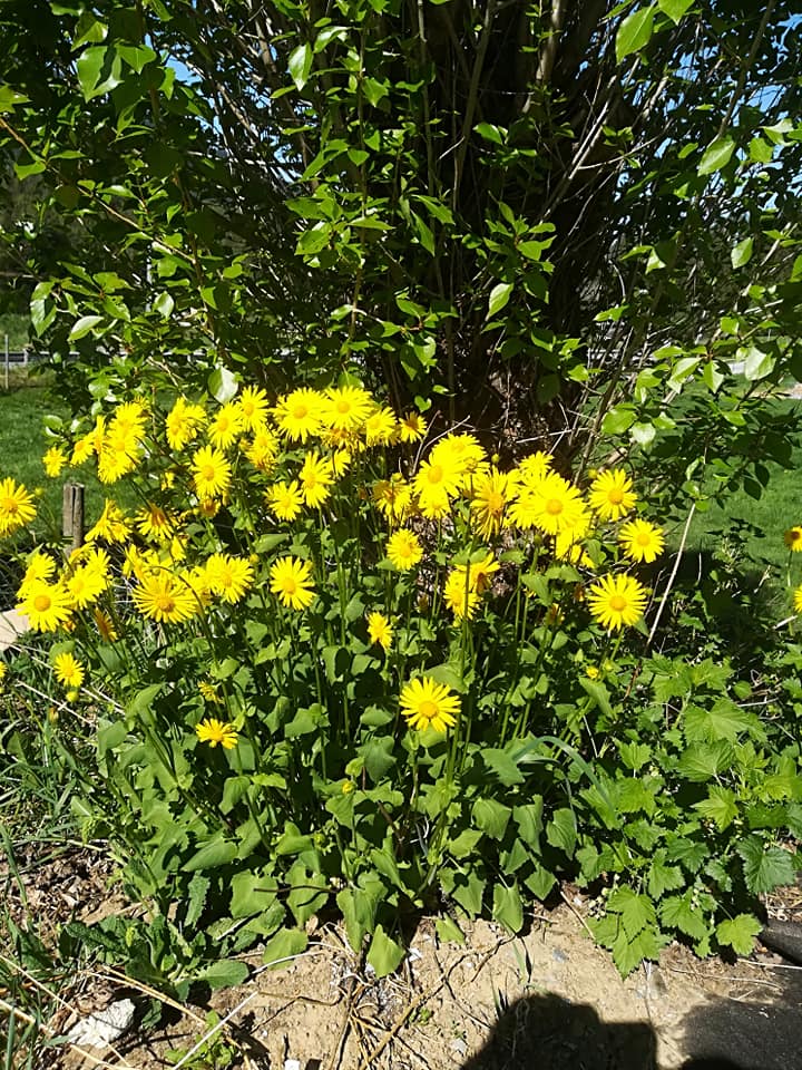 54525388_3076431645715967_2411334389620277248_n