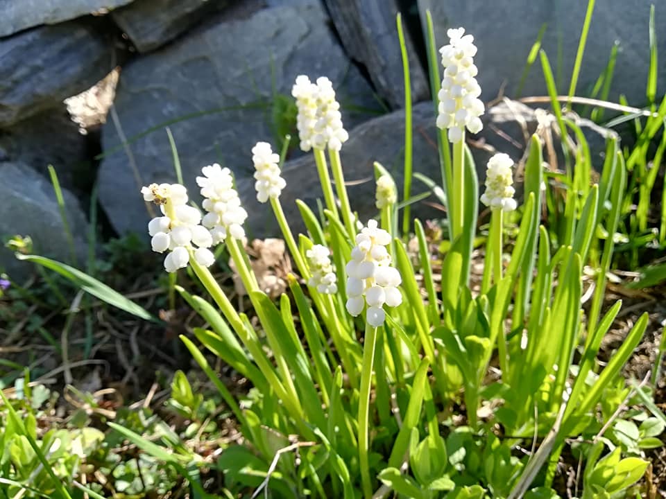 54728355_3076149745744157_990847224315379712_n