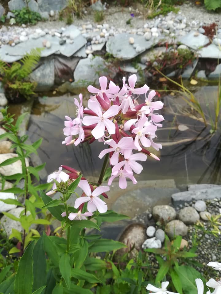 55492936_3088109734548158_4300119611782725632_n