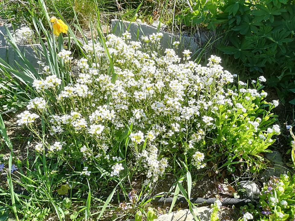 55500774_3076157645743367_1013481762094841856_n