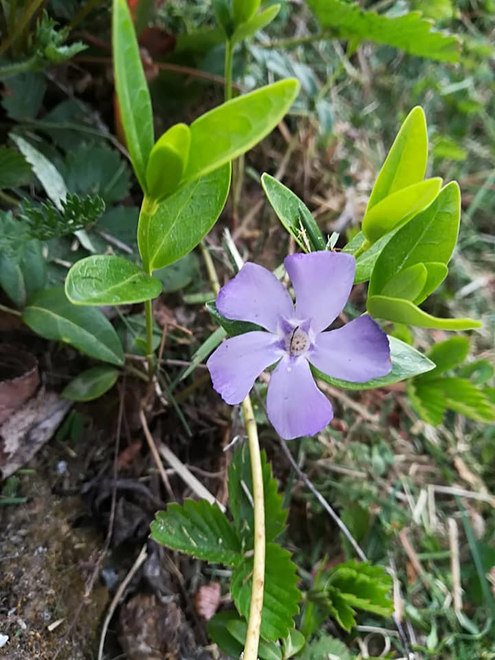 55540705_3076161329076332_16603961314246656_n