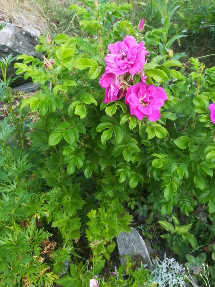 55557071_3088125381213260_7901655590210895872_n