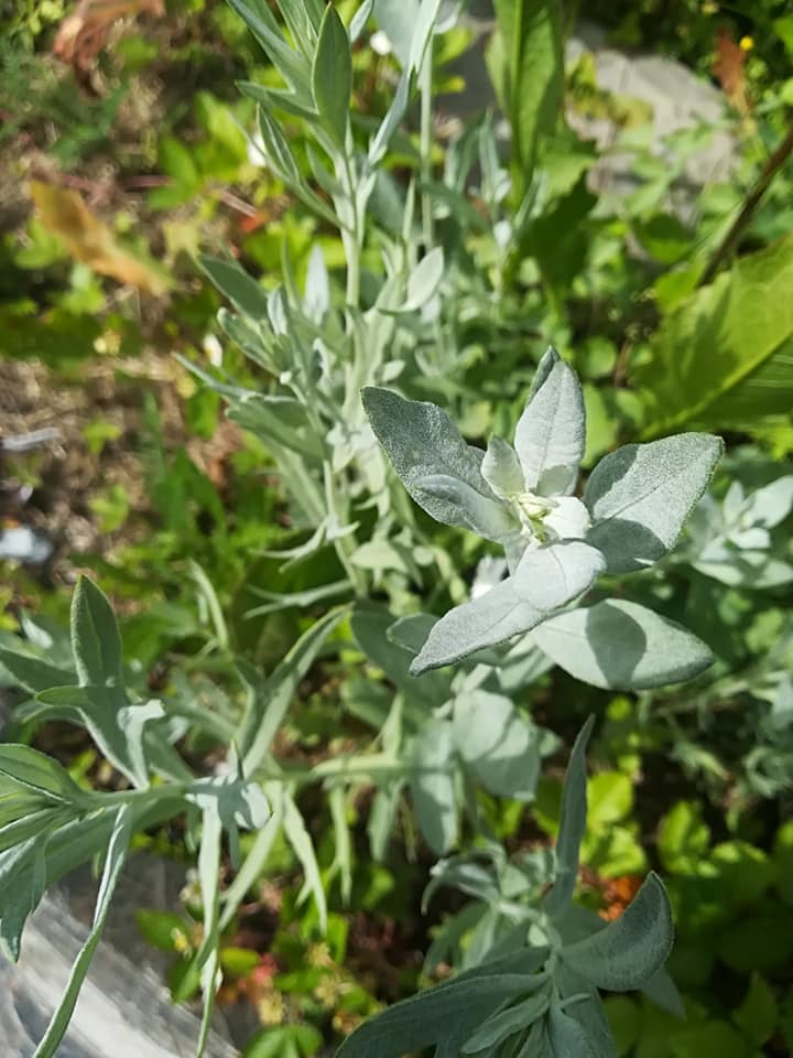 55575740_3088135221212276_4314052829288333312_n