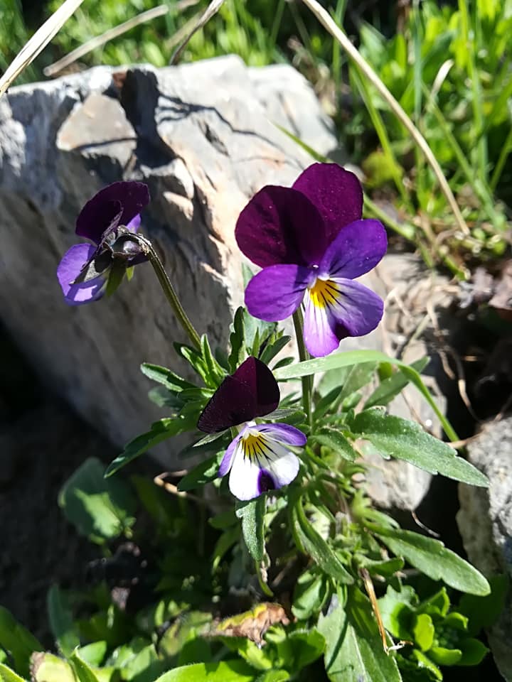 55674670_3076149625744169_1069876834469937152_n