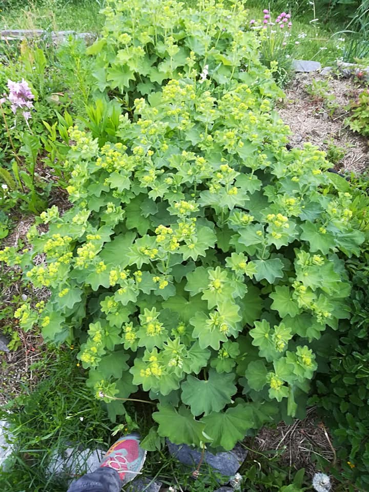 55752559_3088137924545339_8223955468020613120_n