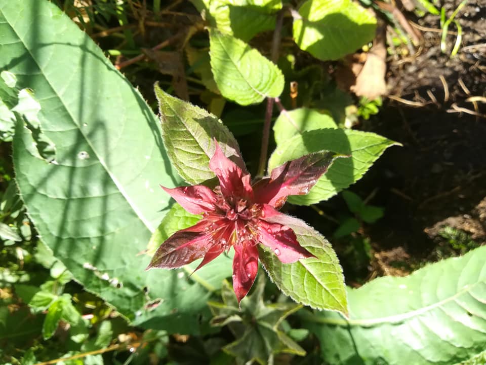 55875577_3088113277881137_3775643408463298560_n