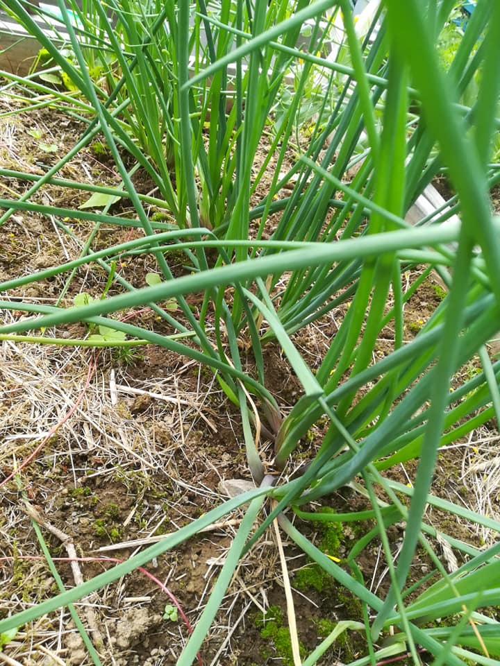 56247815_3088108761214922_7398810122094379008_n