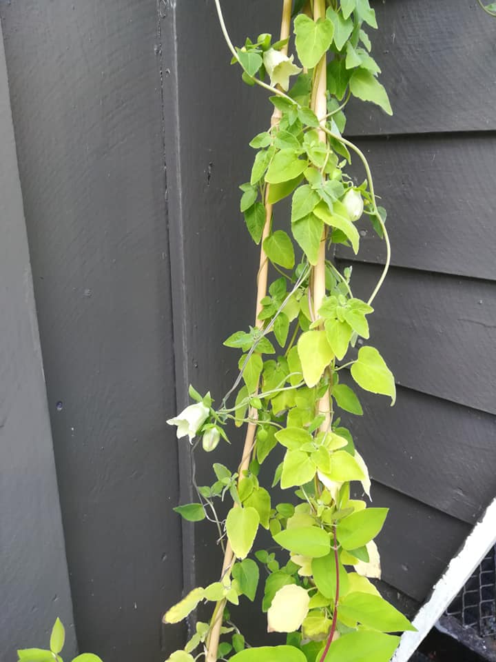 55661519_3088119687880496_7518535728494542848_n