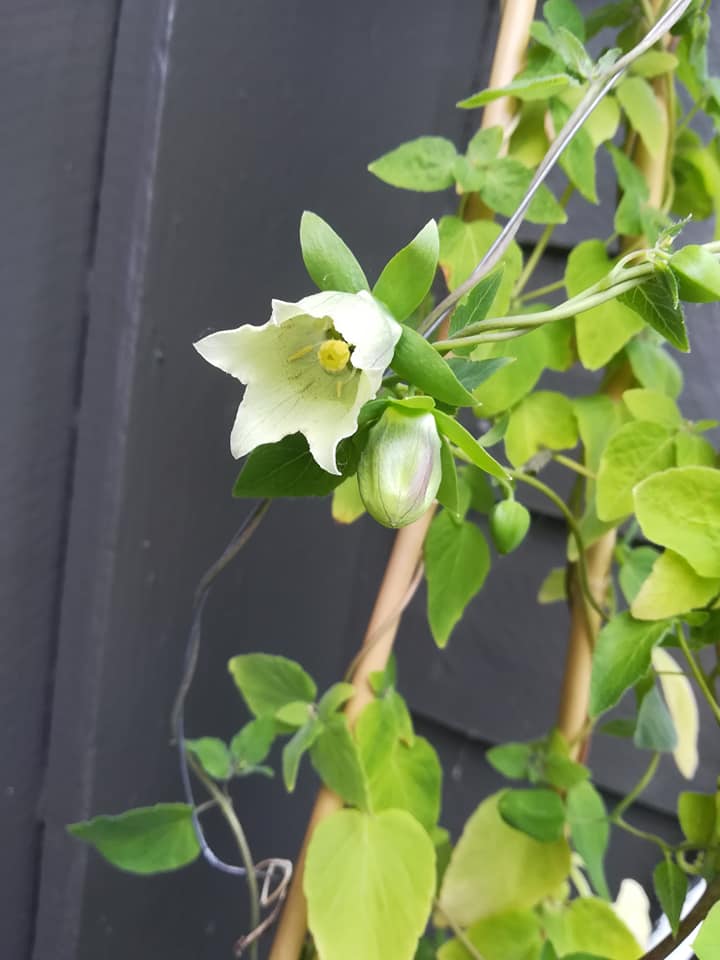 56205110_3088119791213819_6220232467136118784_n