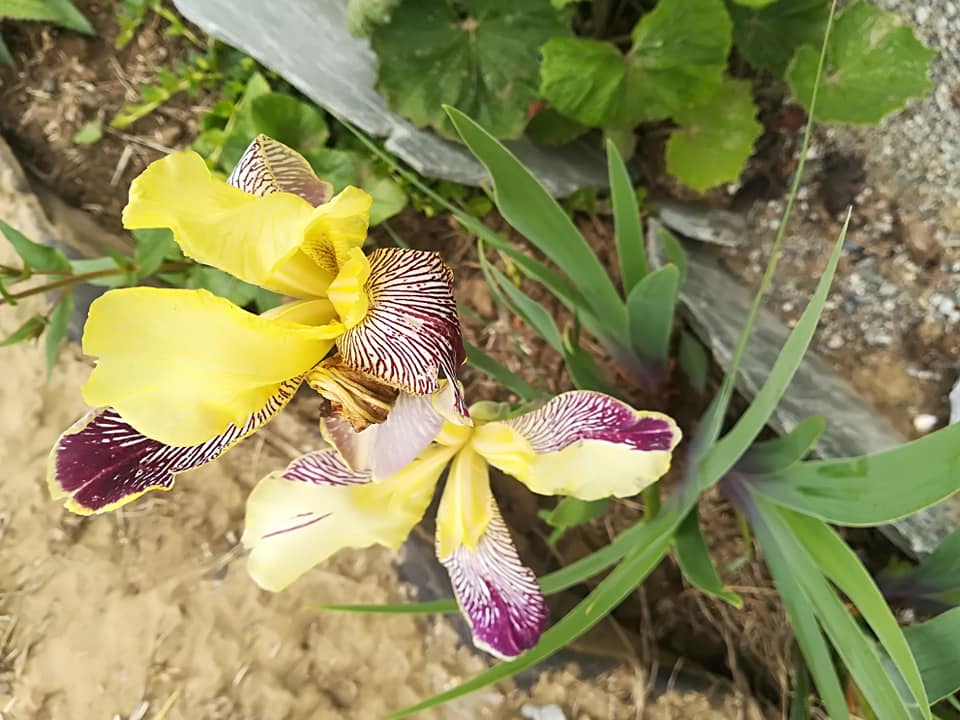 56301805_3106614796030985_4451326757231919104_n