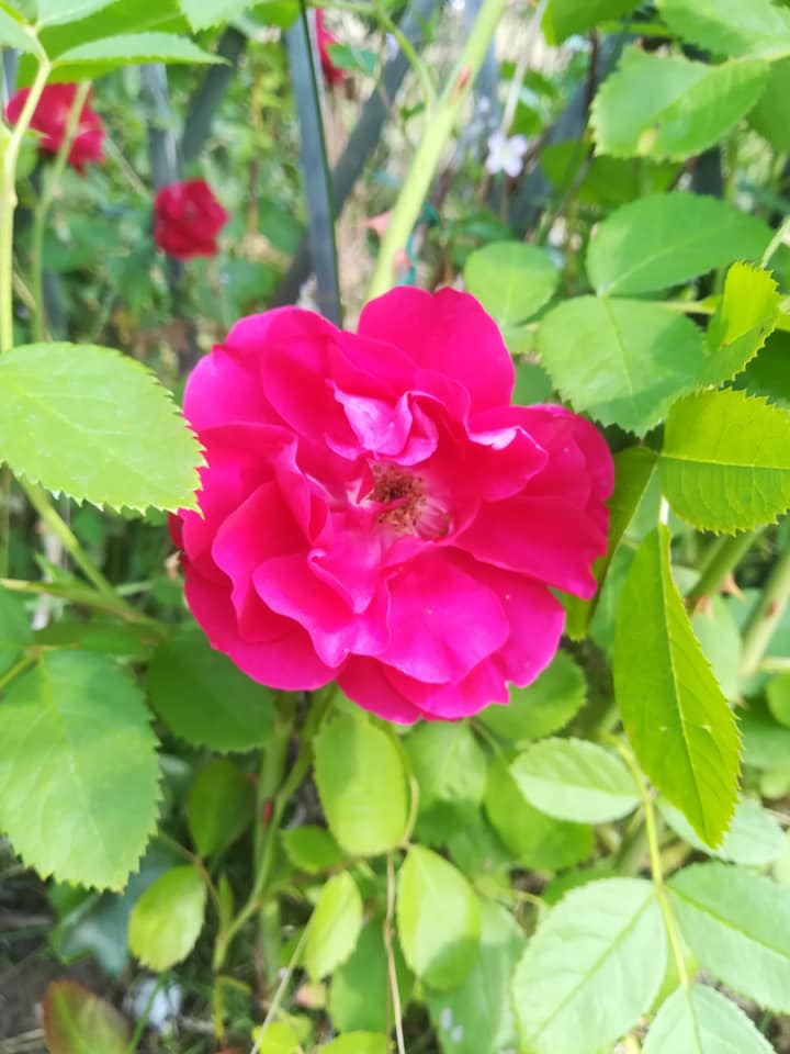 56359366_3106786486013816_2952781902806777856_n