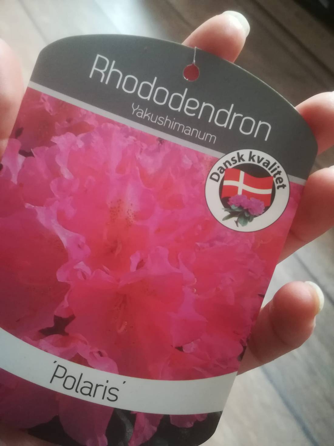 56393186_3107606635931801_5235085940027817984_o