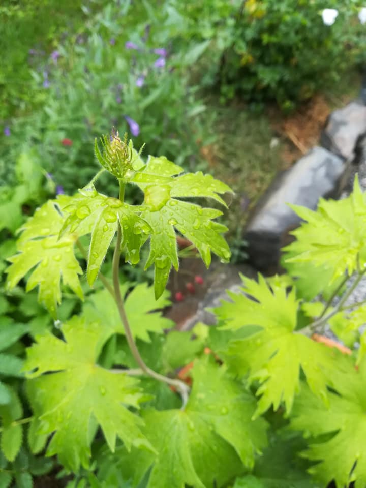 56398230_3105498909475907_6735146320907993088_n