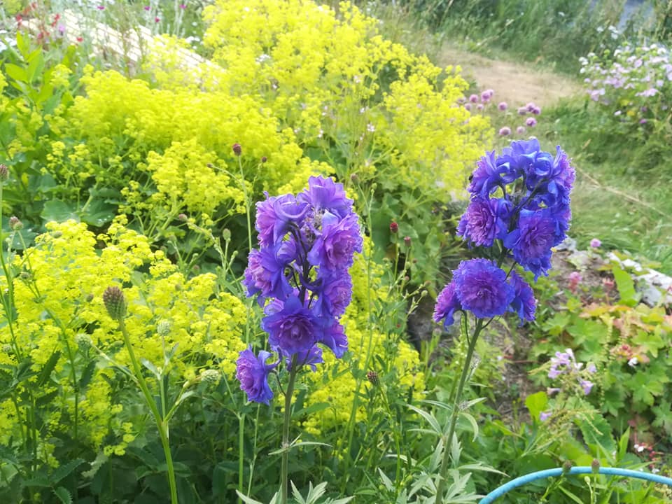 56476736_3105499366142528_3372104585026994176_n