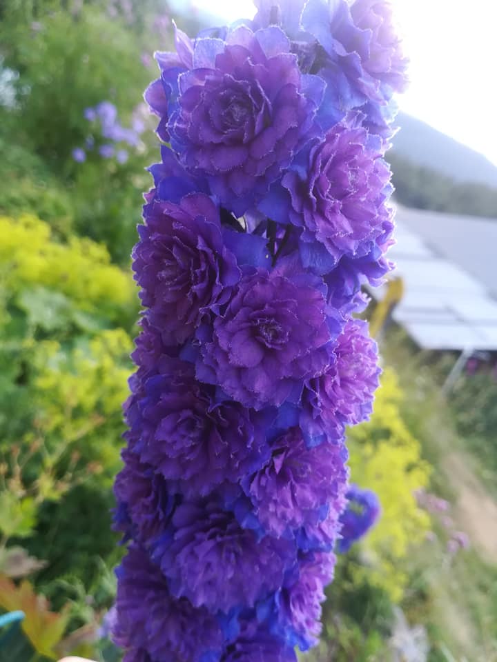 56513179_3105499312809200_2096837208961974272_n