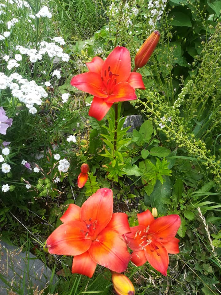 56537479_3111083908917407_6292248692049051648_n