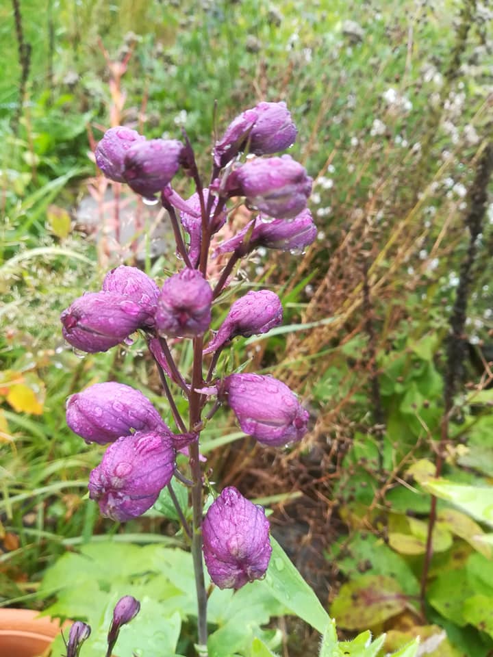 56573554_3105500999475698_6781170713710559232_n