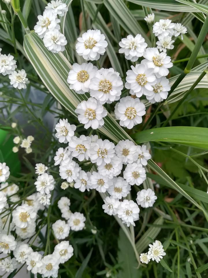 56595481_3111084435584021_5947093287507591168_n