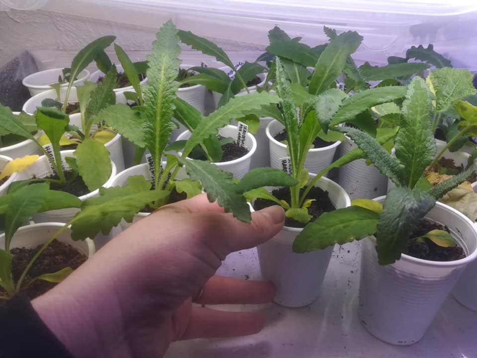 56764656_3121417457884052_2284660007171522560_n