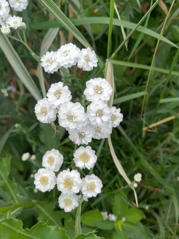 56905075_3111084338917364_8724414317300023296_n