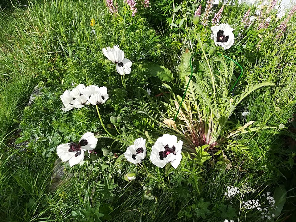 56942600_3121406117885186_6458007727862972416_n