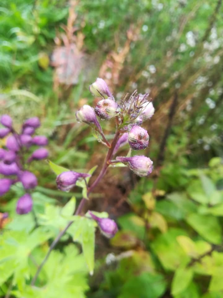 56960632_3105498359475962_1167641637430493184_n