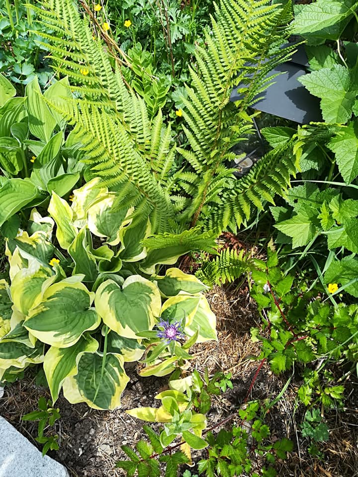 56970924_3113377702021361_7096598394738573312_n