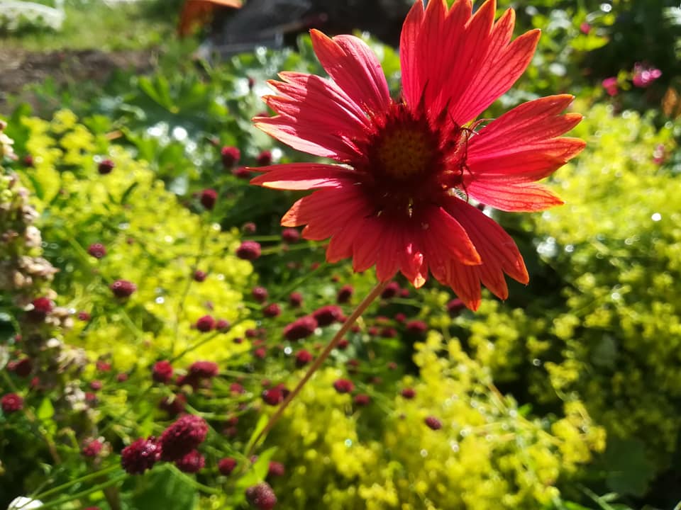 57056188_3115560731803058_8945683073815543808_n