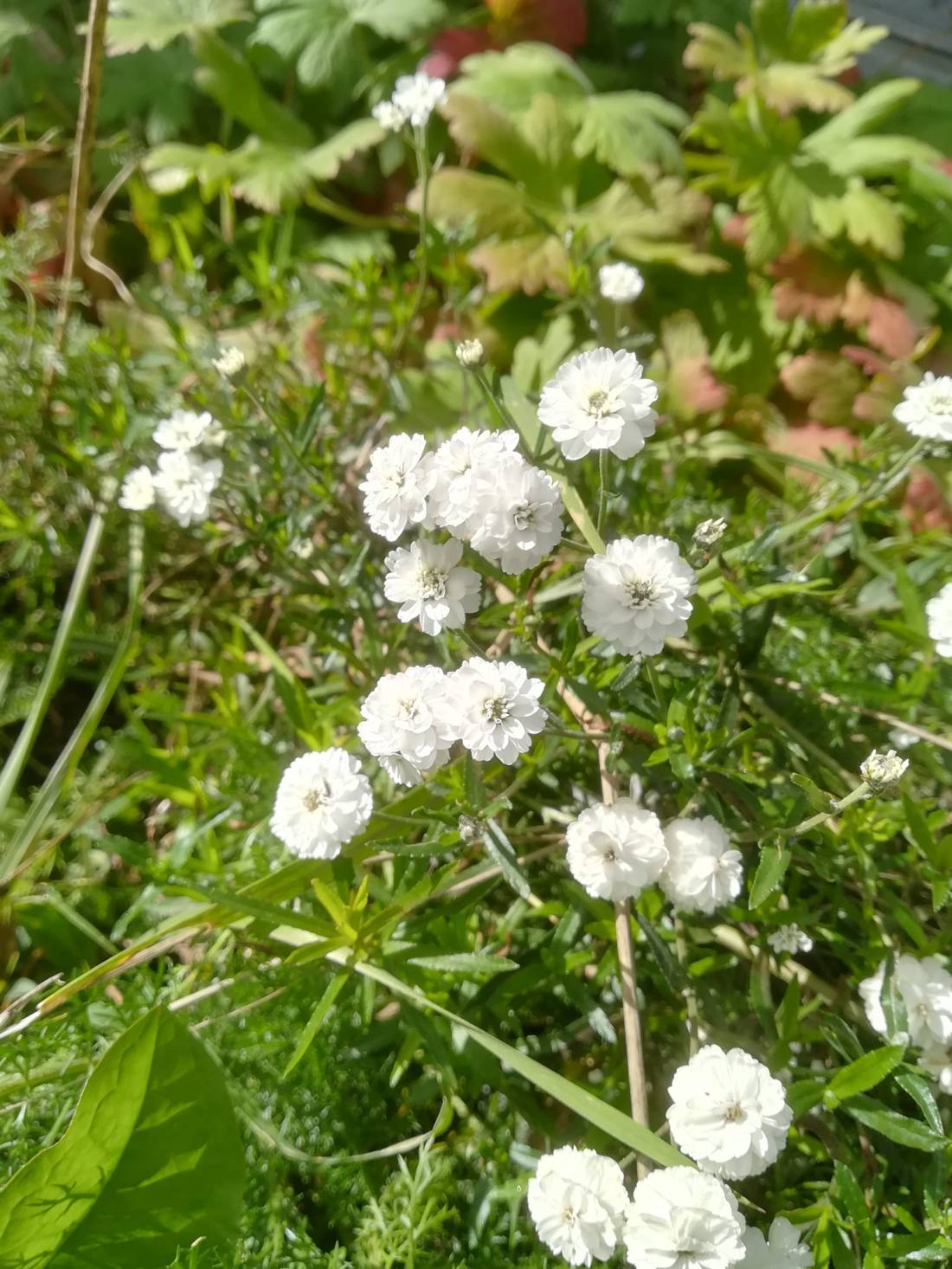 57109878_3111059755586489_2717303221222637568_o