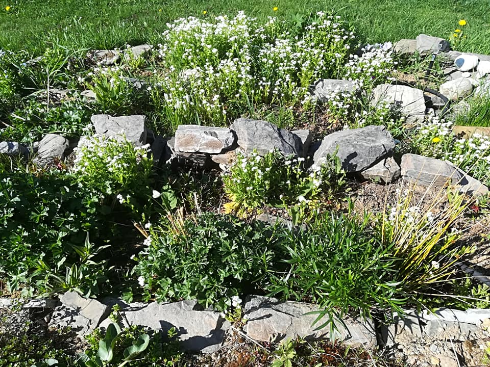 57155326_3130282023664262_5936533693798547456_n