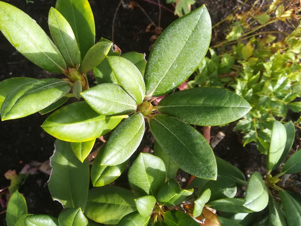 57180196_3123584511000680_1478930563418030080_n