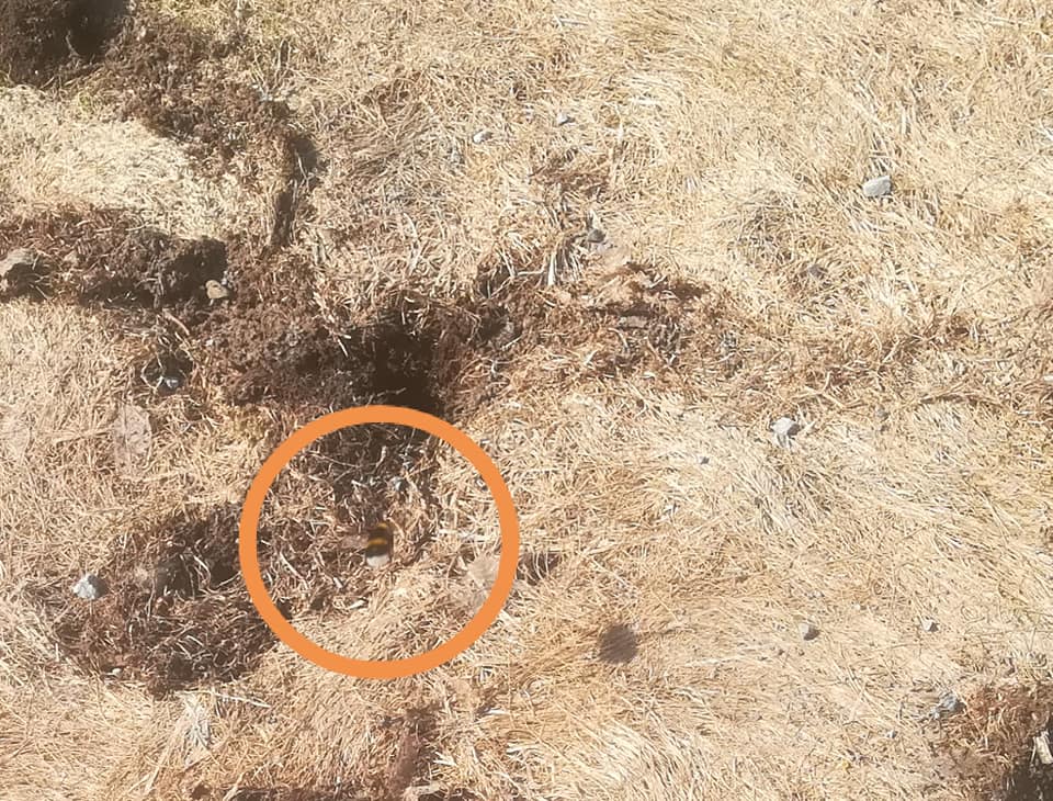 57274459_3138605462831918_2162679332487561216_n