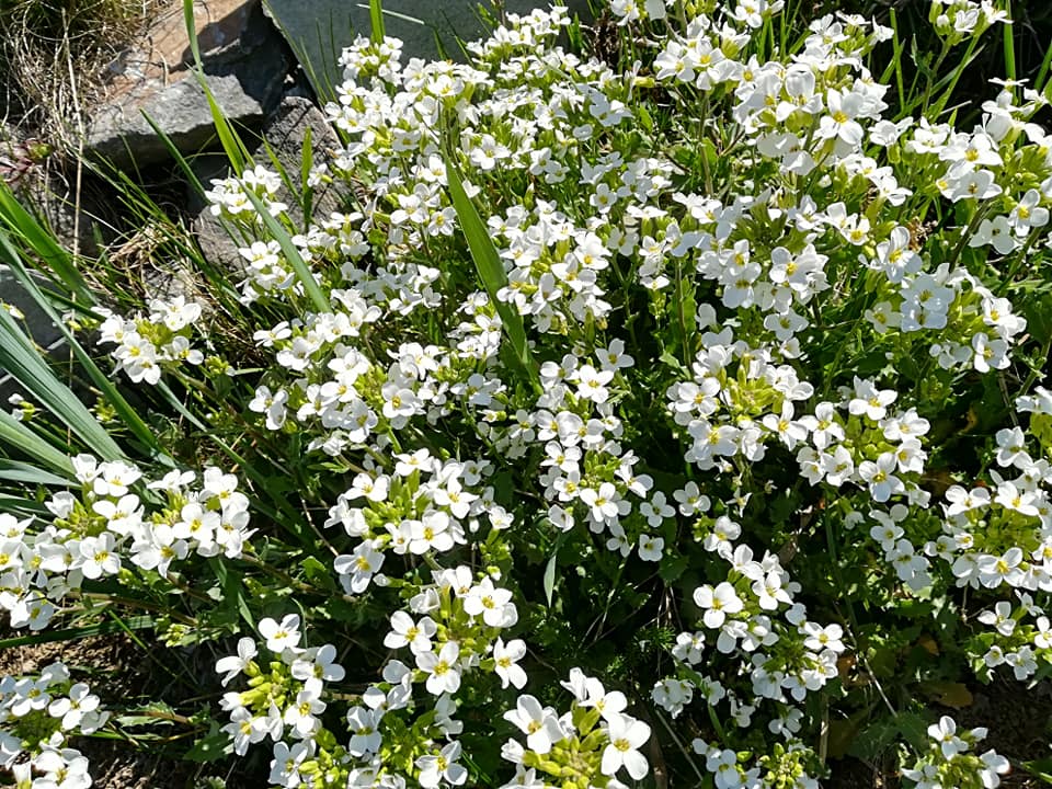 57306055_3130286726997125_7557571397757698048_n