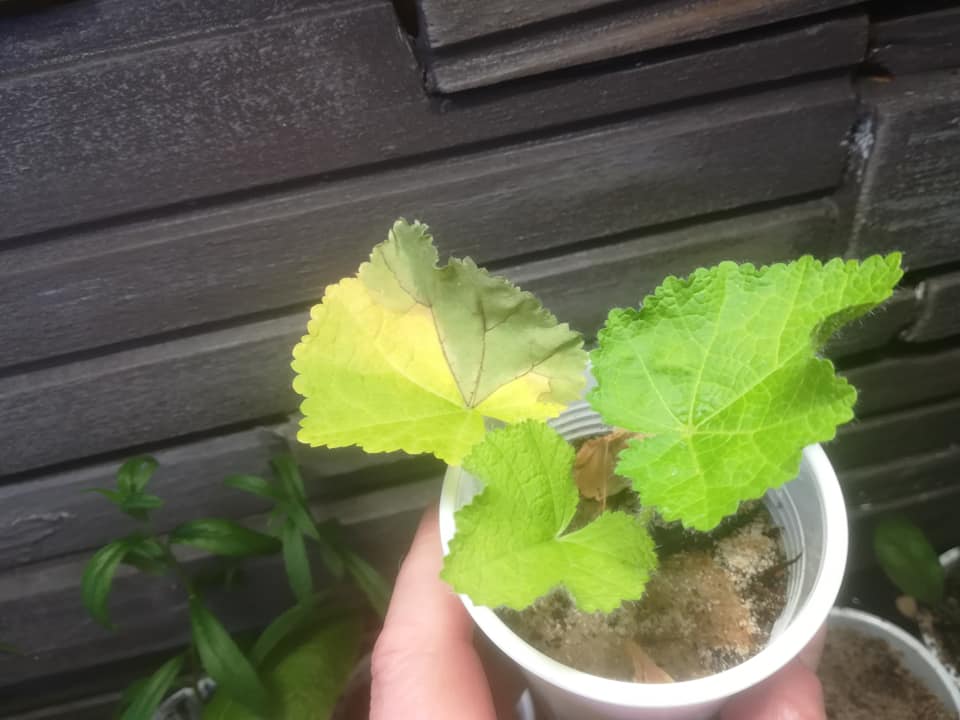 57331289_3138174032875061_266947352911151104_n