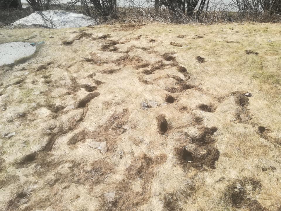 57352883_3138422739516857_3548197028687249408_n