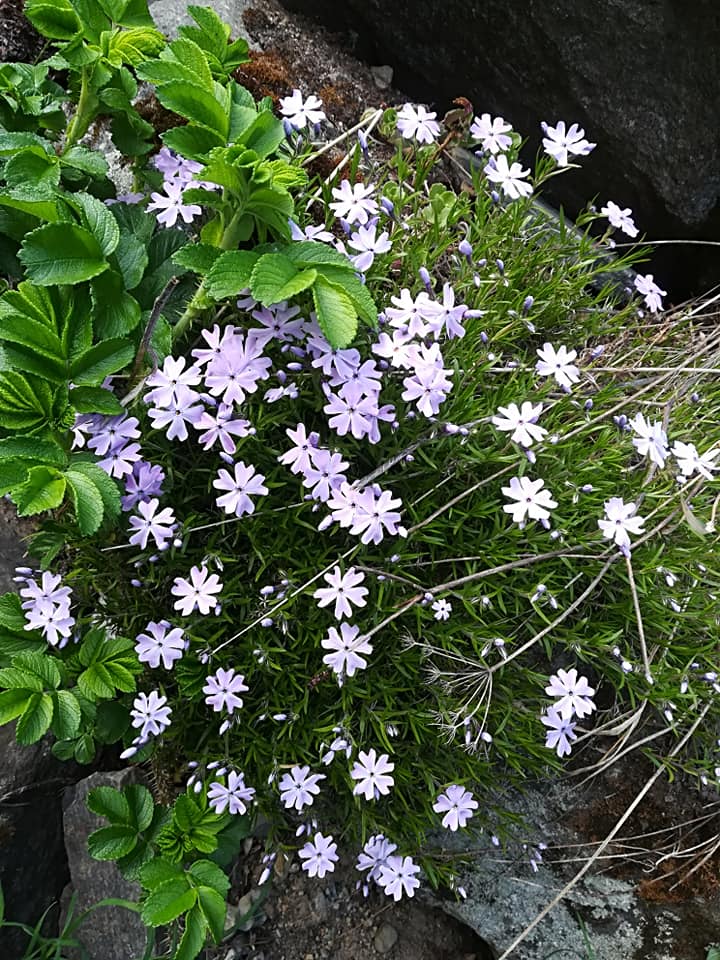 57402314_3130276476998150_8175440123035385856_n