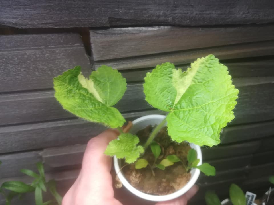 57462729_3138173902875074_6989310111684493312_n