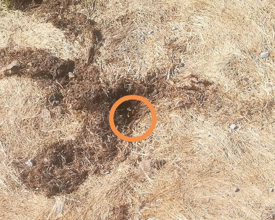 57584249_3138605236165274_1643593218635333632_n